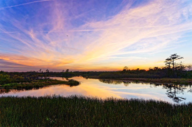 istock Louisiana Swamp sunset silhouette and reflections 1193625248