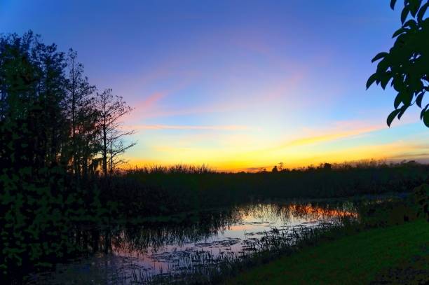 istock bird perched in a tree at sunset in the Florida Swamp 1193625255