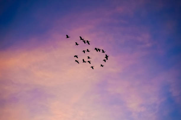 istock flock of birds flying in sunset 1193625261