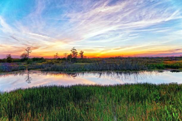 Louisiana swamp sunset and silhouettes stock photo