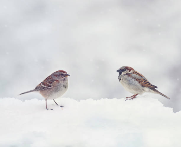 istock Two Sparrows  on snow in the winter 1193625980