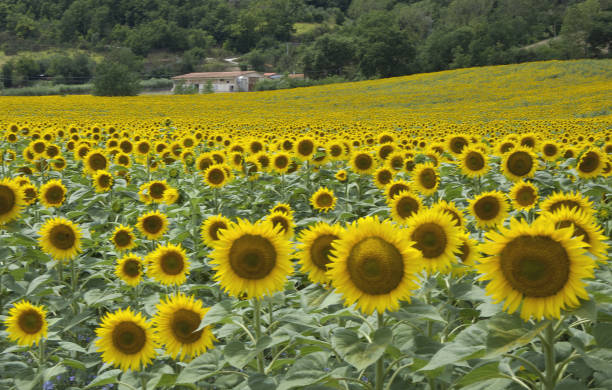 girassóis, toscana, itália - healthfull - fotografias e filmes do acervo