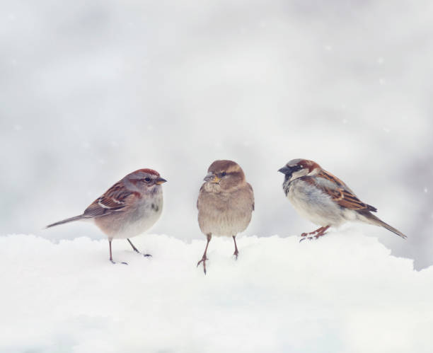 istock Sparrows on snow in the winter 1193626272