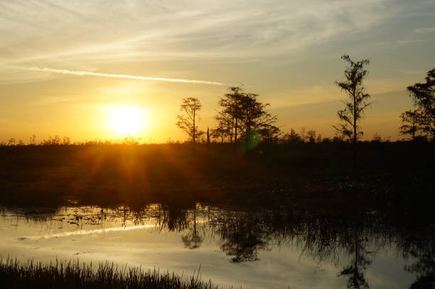 istock Louisiana swamp sunset and silhouettes 1193626286