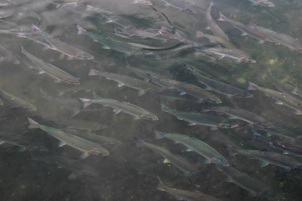 istock Pink salmon ( Oncorhynchus gorbuscha ) goes to spawn. 1193626381