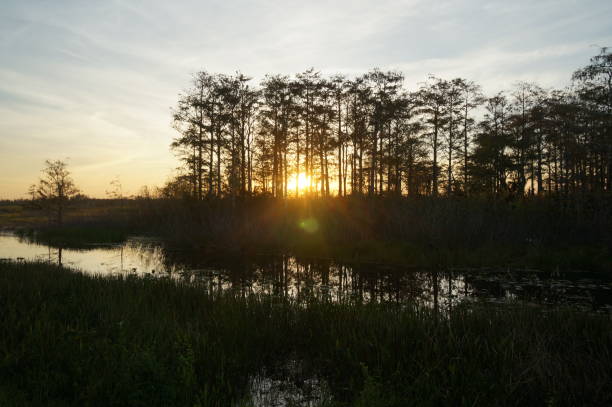 istock Louisiana swamp sunset and silhouettes 1193627019