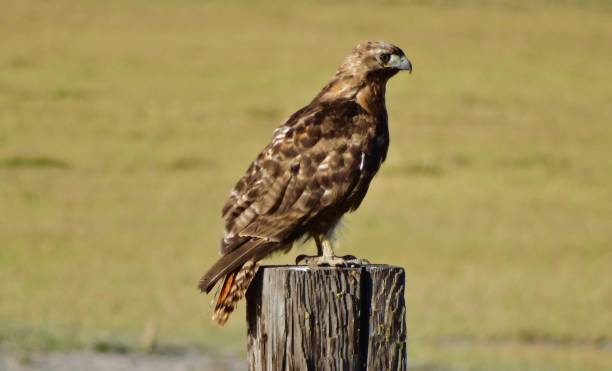 istock Klamath Marsh National Wildlife Refuge 1193627296
