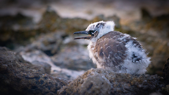 White capped noddy chick contrasts soft and fluffy in harsh rocky landscape with beak open on Lady Elliot Island.