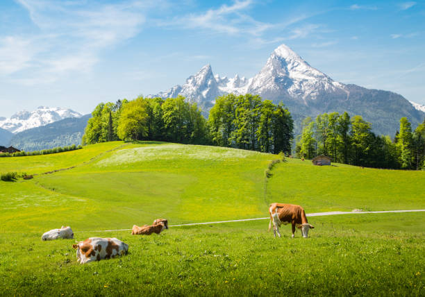 istock Idyllic summer landscape in the Alps with cows grazing 1193629066