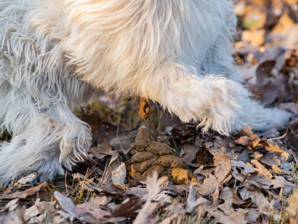 butt d'un chien pooping - italian spinone photos et images de collection