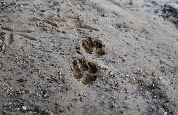 istock Paw Tracks In the Sand 1193630123