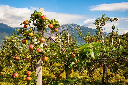 Orchard in Hardanger, Norway with apples. Blue sky
