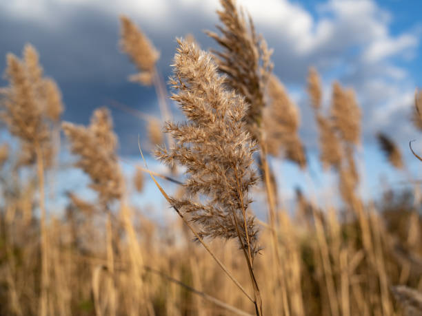 istock The Tops Of Common Reeds 1193630252