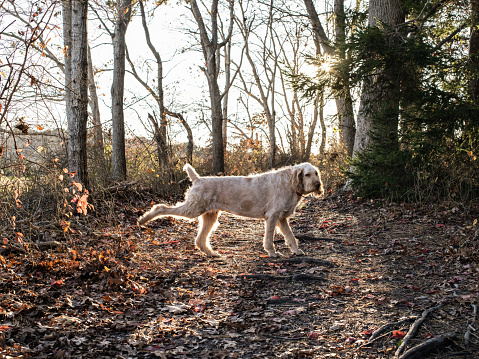 A setting sun casts warm light on over a kicking dog on a walk in the woods.