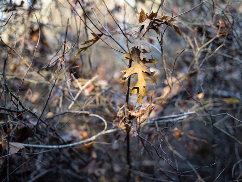 A single leaf on a stick catches the light at the end of fall when the leaves have turned brown and fallen from the trees.