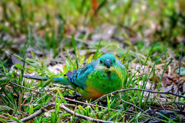 Red Rumped Parrot or Grass Parrot eating grass seeds Psephotus haematonotus foraging for seed heads in the grass red rumped swallow stock pictures, royalty-free photos & images