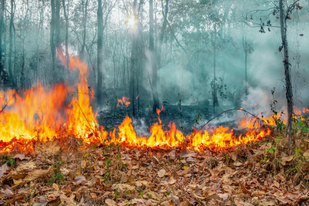 istock Australia bushfires, The fire is fueled by wind and heat. 1193633207
