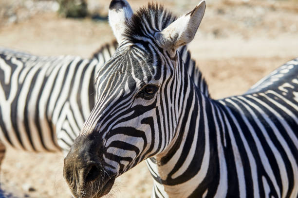 istock Profile of a Zebra's Head 1193633285