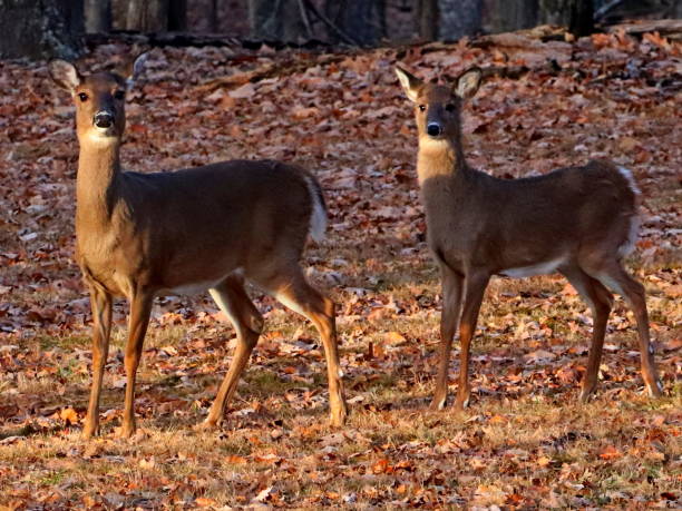 istock Whitetail deer in Stone Mountain State Park, North Carolina. 1193634409