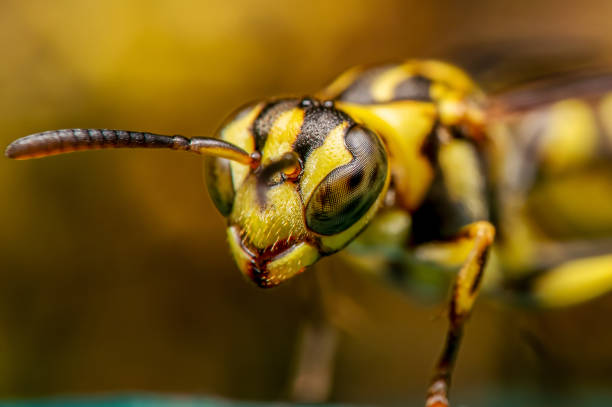 istock Macro Photo of Wasp on Turquoise Floor 1193636990