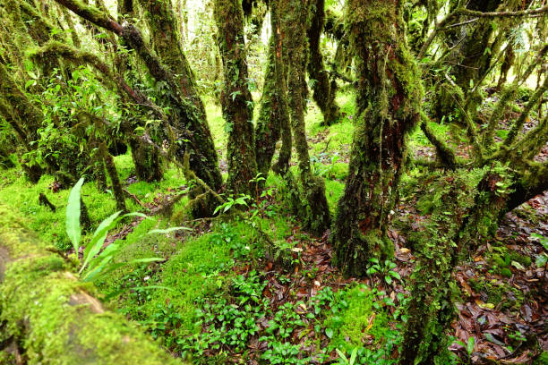 istock tree trunks and the ground covered with green moss 1193637010