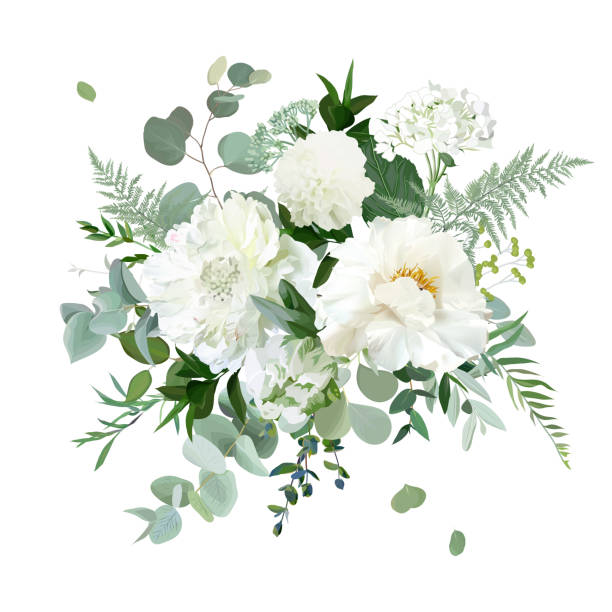 Silver sage green and white flowers vector design spring herbal bouquet Silver sage green and white flowers vector design spring herbal bouquet. Ivory peony, dahlia, tulip, hydrangea, eucalyptus, greenery. Wedding floral garland. Pastel watercolor. Isolated and editable bunch of flowers images pictures stock illustrations