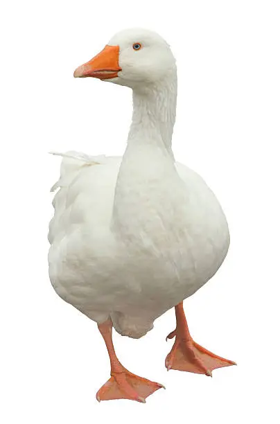 Photo of Domestic Goose Isolated