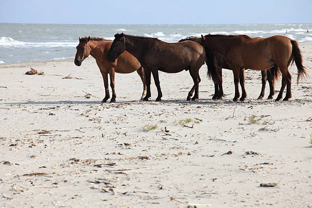 istock Feral Horses at the Black Sea 119364327