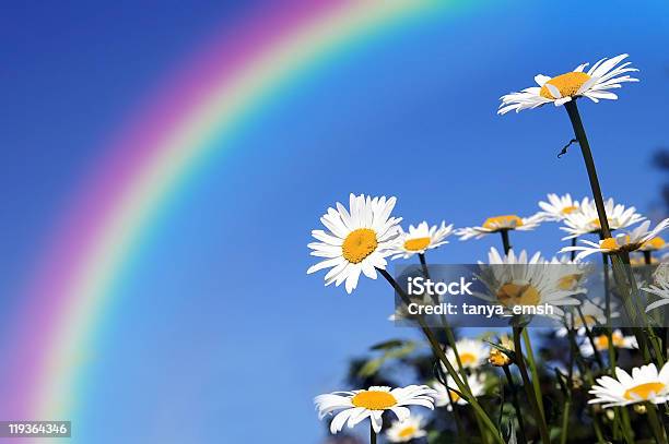 Gänseblümchen Im Feld Unter Einem Regenbogen Schutz Stockfoto und mehr Bilder von Gänseblümchen - Gattung