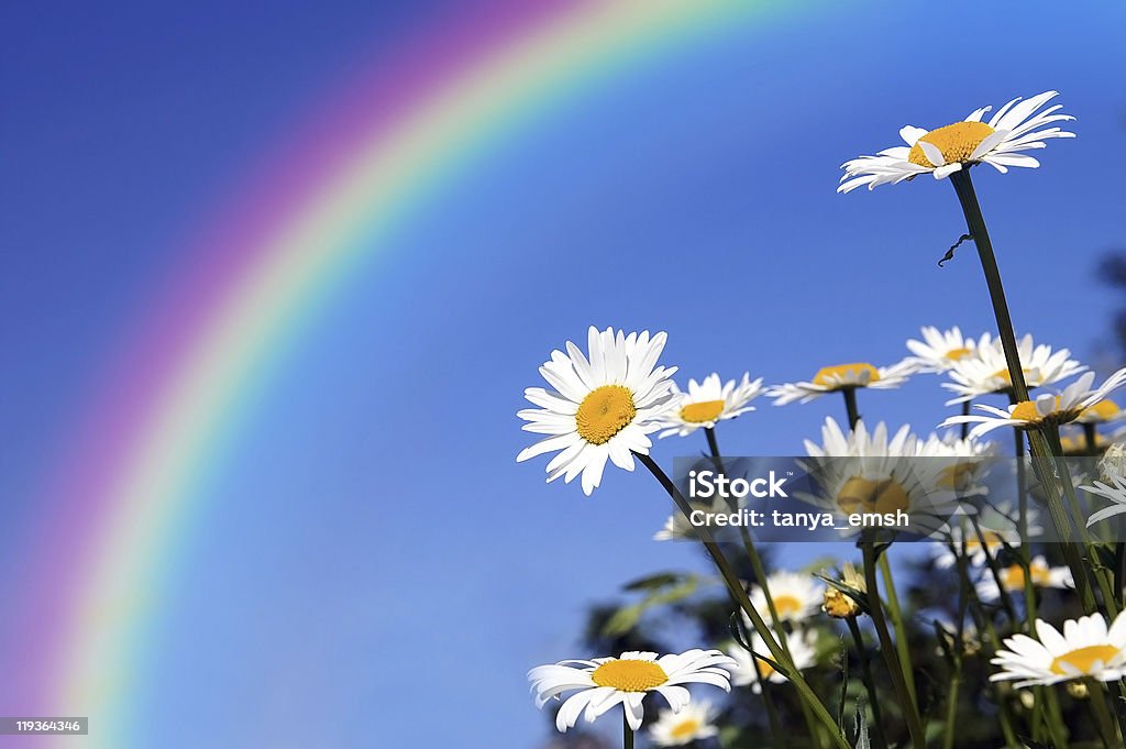 Поле маргариток под rainbow защиты - Стоковые фото Нивяник роялти-фри