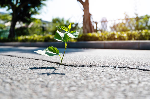 istock Green plant growing through concrete floor 1193645720
