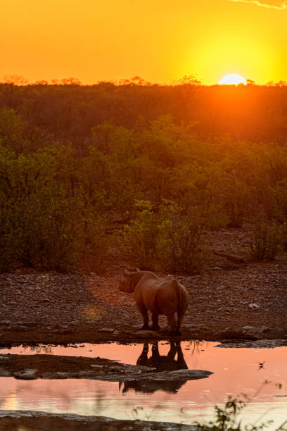 istock White rhino at sunset 1193645782