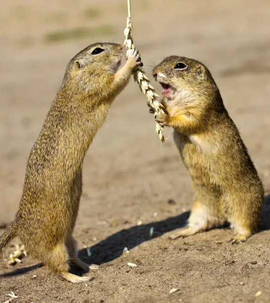 ground squirrel, Radouc locality, town Mlada Boleslav, Czech republic - wild animals with grain in the steppe