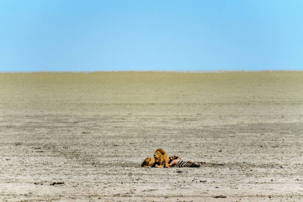 Lion male guards kill on Etosha salt pan