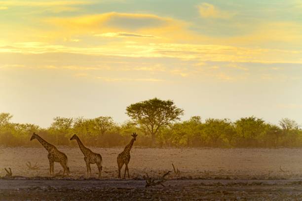 istock Giraffes at Etosha water hole 1193646925