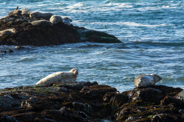 istock Harbor seals sunbathing on the rocks with turbulent seas 1193648370