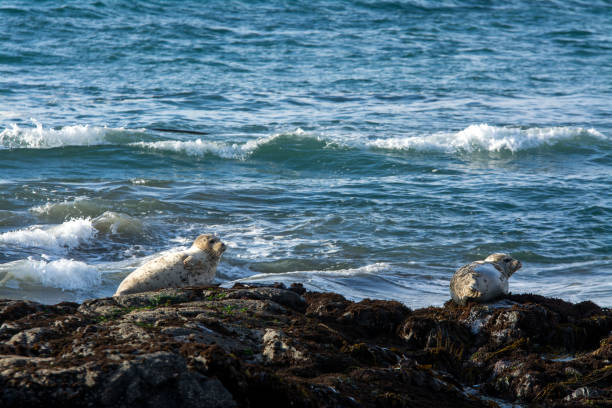 istock Harbor seals sunbathing on the rocks with turbulent seas 1193648377