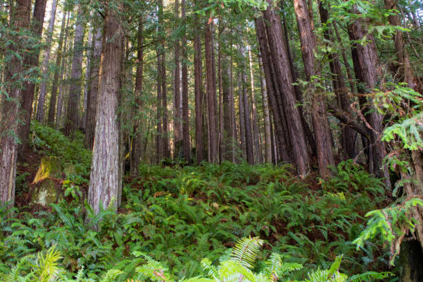 istock Redwood forest trees ferns and fallen 1193648389