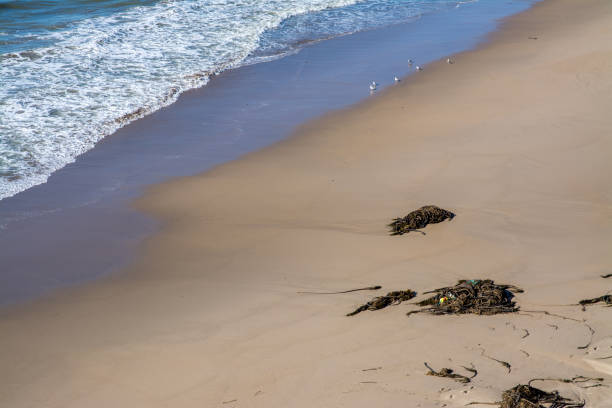 istock Sand beach wave sea weed coastline 1193648471