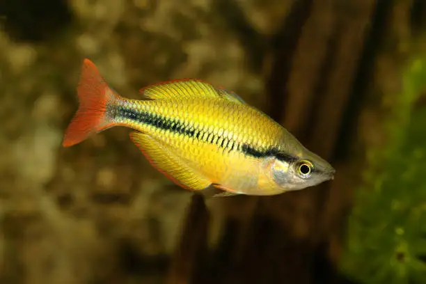 Lake Tebera rainbowfish Aquarium fish Melanotaenia herbertaxelrodi
