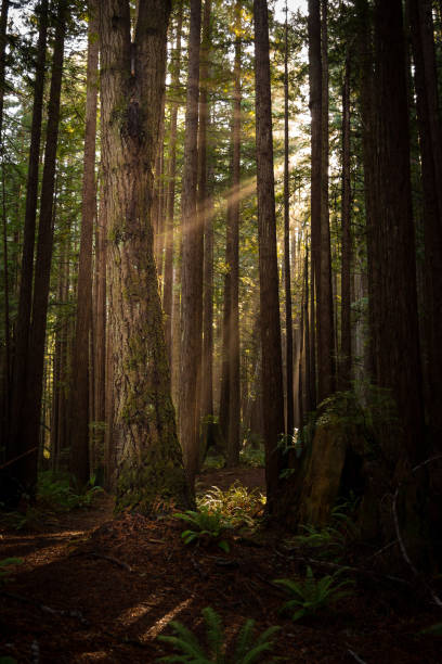 istock Redwood forest trees ferns and fallen 1193648583
