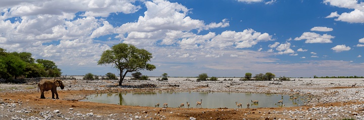 Pano of elephant at Etosha waterhole