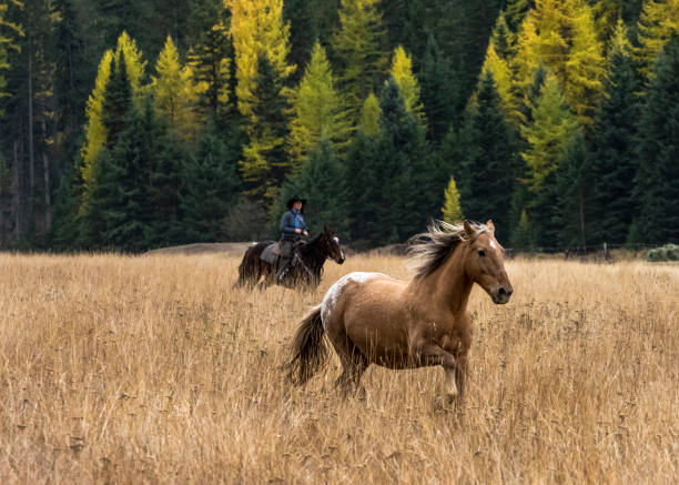 Horse Without Rider Running in Grass Field  Montana stock photo