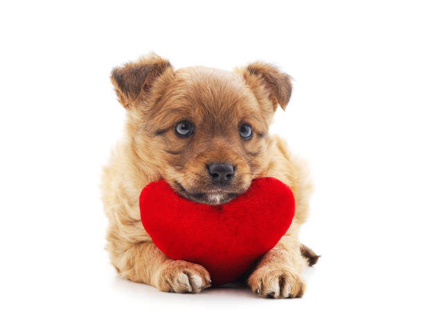 istock One little dog with a red heart. 1193654640