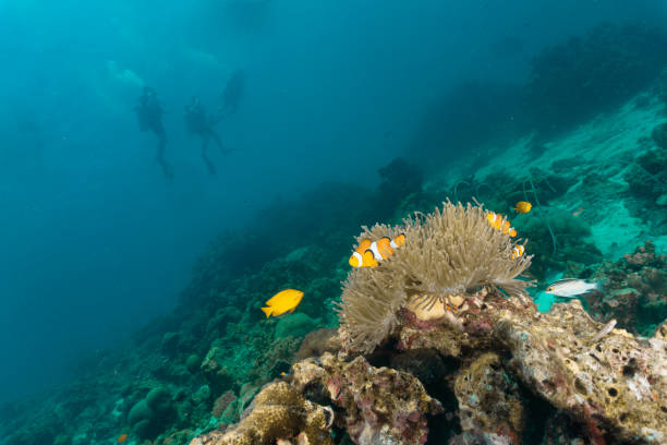 ピエロ魚と水中サンゴ礁で3人のスキューバダイビング(アンフィプリオンオセラリス) - sea life andaman sea thailand damselfish ストックフォトと画像