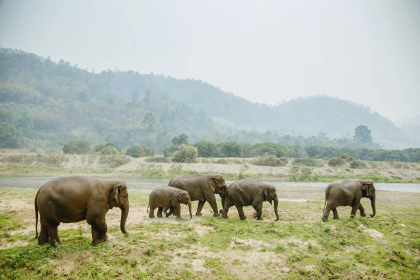 elephant elephant nature park stock pictures, royalty-free photos & images