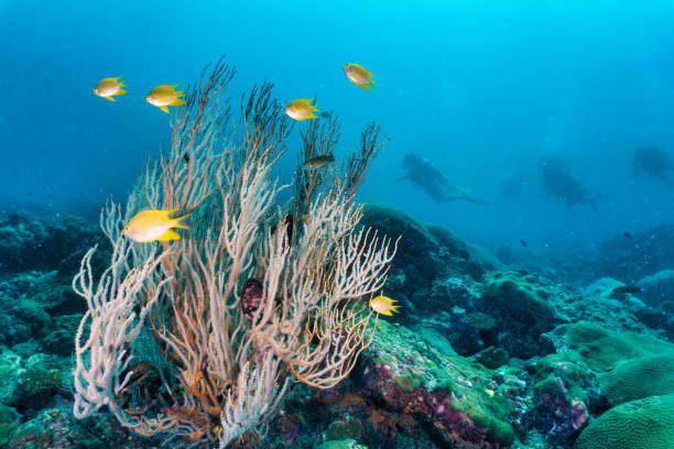 ゴールデンダムゼル魚と水中サンゴ礁で3人のスキューバダイビング(アンブリーグリフィドドンアウレウス) - sea life andaman sea thailand damselfish ストックフォトと画像