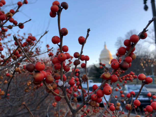 istock christmas on capitol hill festive 1193662743