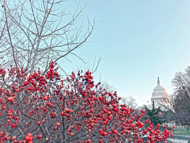 istock christmas on capitol hill festive 1193662794