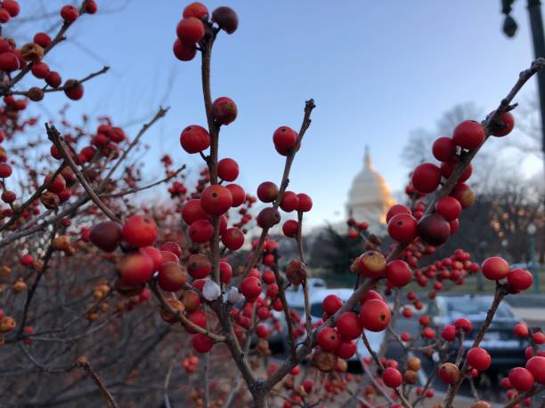 istock christmas on capitol hill festive 1193662828